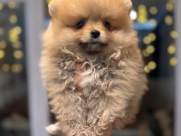 Minicik Pomeranian Boo