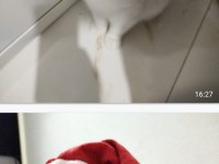 British shorthair sıcak bir yuva aranıyor ücretsiz
