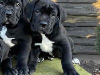 Orjinal Safkan garantili dev Cane Corso yavruları