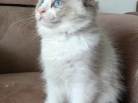 Secereli Ragdoll Yavrulari