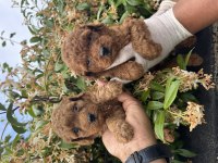 İçinizi ısıtan toy poodle bebekler