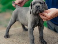 Üst kalite cane corso yavruları