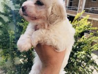 50 günlük terrier iç parazit yapıldı