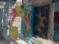 2 tane yavru hamster