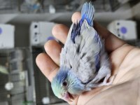 Forpus papağanı bebekler için ulaşın