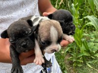 A KALİTE FRENCH BULLDOG YAVRULARI YALOVA