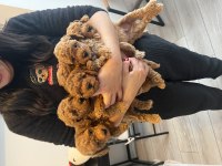 EVİMİZİN KIVIRCIK POODLE BEBEKLERİ
