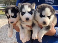 Safkan Üst kalite Husky