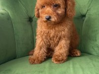 Evimizde Büyüyen Poodle Yavrularımız