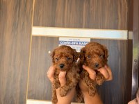 Maltipoo bebek yüzlü yavrularımız hazırlar