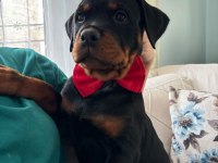 A şecere dünya şampiyonu torunları rottweiler köpekler
