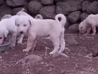 Safkan akbaş yavruları