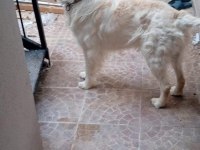 Golden retriever ücretsiz sahiplendirme