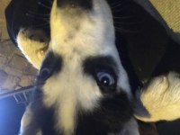 3 Aylık erkek Husky