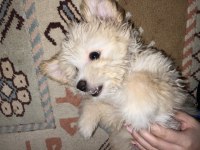 Bebek Maltipoo 2,5 Aylık