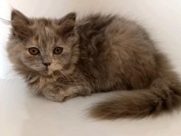 Sevimli ve pofuduk British Longhair yavrumuz