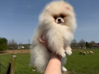 Dünyalar güzeli pomeranian yavrumuz yeni yuvasını bekliyor