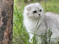 17 Aylık Scottish Fold Erkek