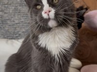 SAF KAN, LO ŞECERELİ DEV BOY KEDİLER 6 YILLIK TECRÜBE
