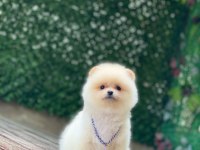 Orijinal Pomeranian Boo Yavrumuz