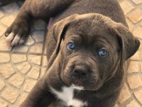 Cane Corso Türkiyenin Tek Kapıda Ödemeli Çiftliği