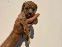 Poodle minikler yeni yuvalarına hazırlar