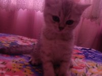 2 aylık erkek british shorthair