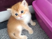 Golden british shorthair muhteşem yavrular
