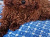 Toy poodle 6 aylık köpeğimiz