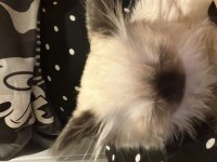 British Longhair Prensesim