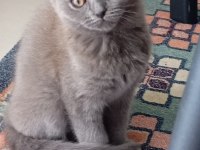 Scottish Fold Kedisi