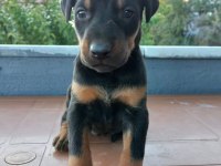 Teslime hazır doberman bebekler