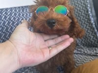 Toy poodle köpeğimiz