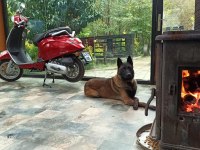 Orijinal belçika kurdu çok akılı köpek