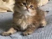 Sahibinden british longhair kedisi