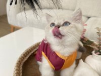 3 aylık dünyalar tatlısı ve oyuncu british shorthair