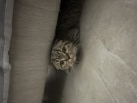 Sokağa atılan scottish fold yavruya ömürlük sahip aranıyor
