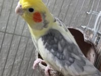 Acil satılık sultan papağanları