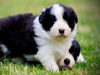 Erkek merle çok kaliteli border collie