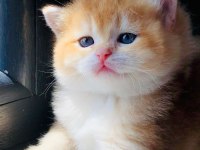A kalite BRİTİSH SHORTHAİR GOLDEN yavrular