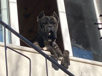 KIF - FCI SCR li Anne ve Babadan Cane Corso yavruları