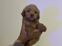 Maltipoo Yavrularımızı Canlı Görerek Alabilirsiniz