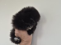 Pomeranian boo siyah yavru