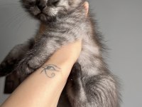 Scottish fold yavru