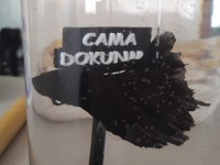 Siyah betta balığı asil duran