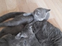 Scottish fold scottish yavrular