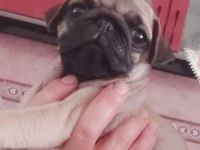 Pug mops bebekler