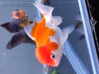 İTHAL ORANDA THAİLAND BABY FACE ORANDA KALİTELİ