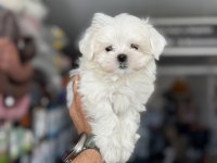 Petmode köpek çiftliğinden tea cup kore kan maltese