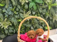 Toy poodle dişi ve erkek yavrumuz